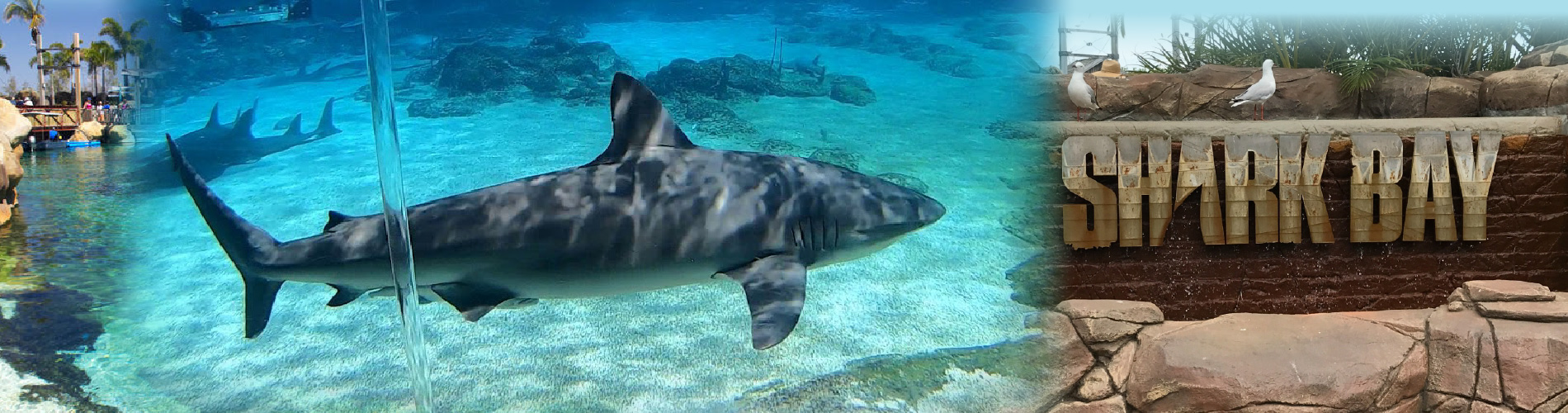 Shark Bay Sea World banner