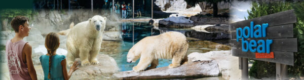 Natureworks Australia Polar Bear Shores Banner1a sculpture -