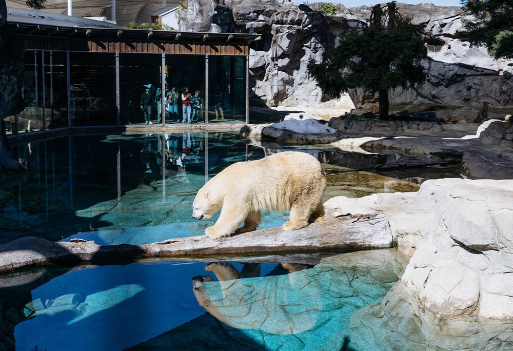 Natureworks Australia Polar Bear at Sea World Gold Coast Australia