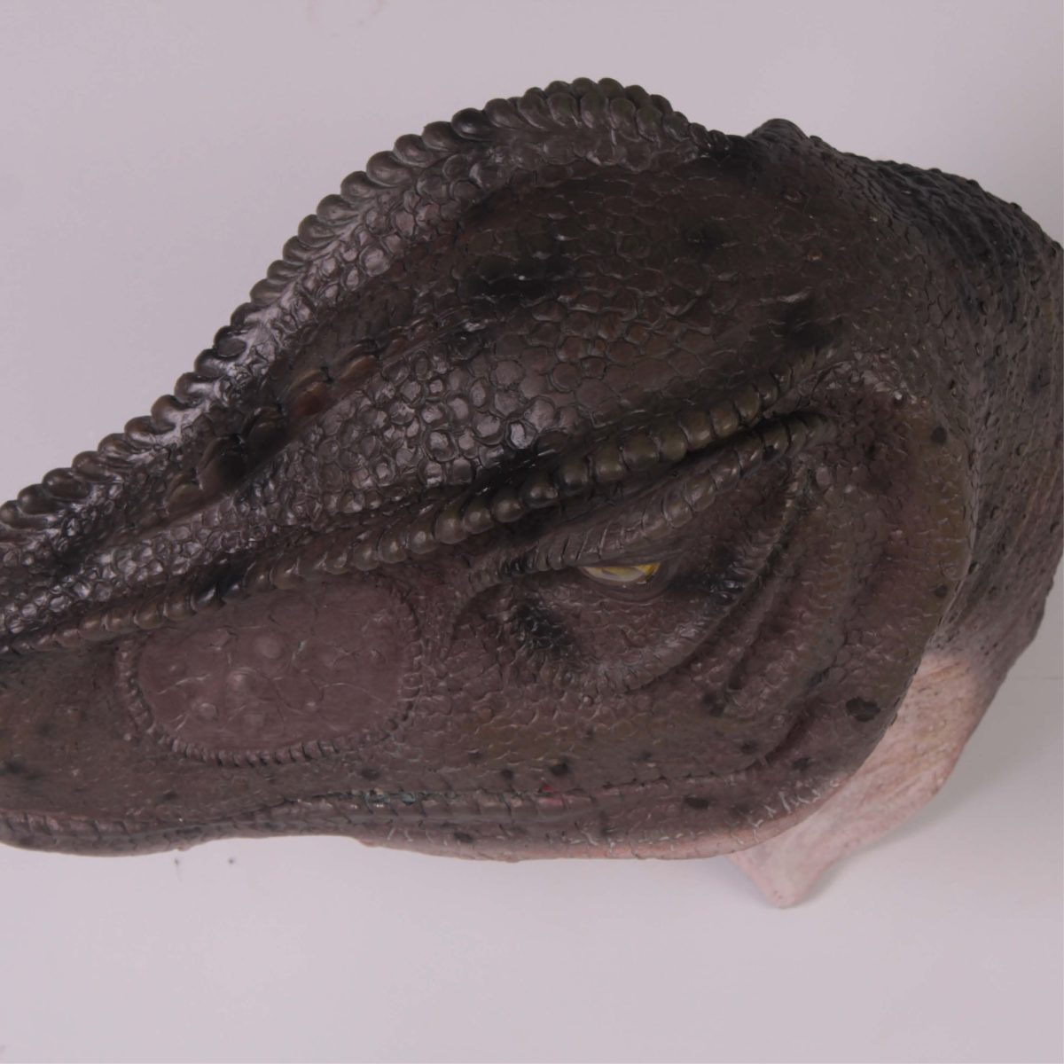 Natureworks Australia Allosaurus_Head_&_Neck_Only_Mouth_Closed showing top of head