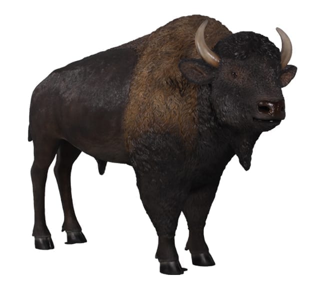American Bison Sculpture