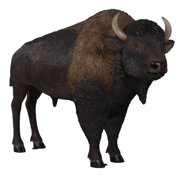 Bulls, Bison, Ox & Buffalo