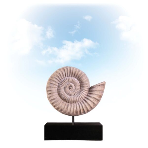 Ammonite Shell Fossil - Small on base-