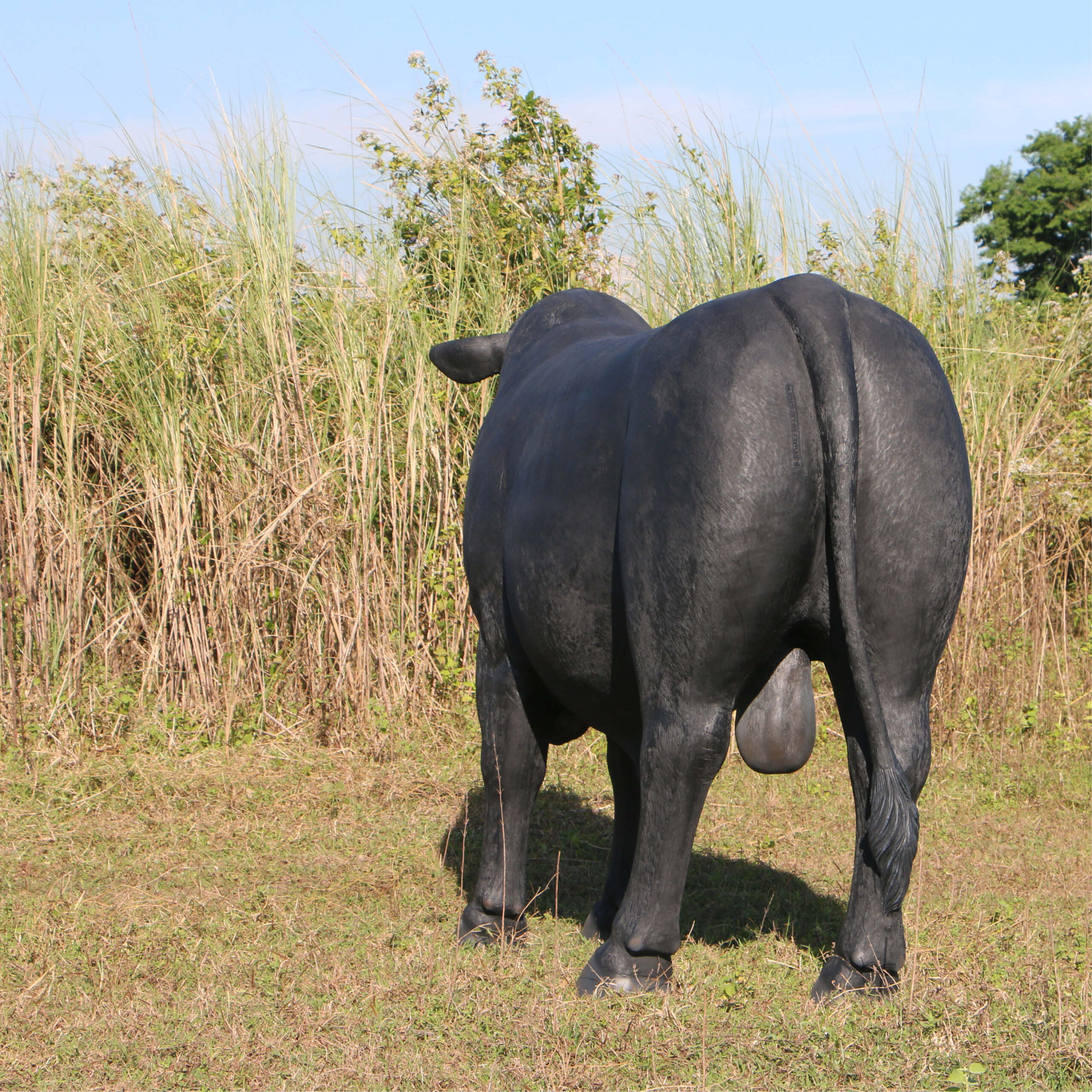 Natureworks Australia Angus Bull - Standing - lifesize replica statue - 150355BL - showing rear view