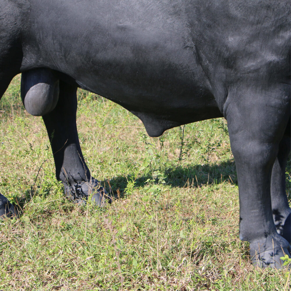 Angus Bull - Standing - lifesize replica statue - 150355BL- showing close up of legs and underneath