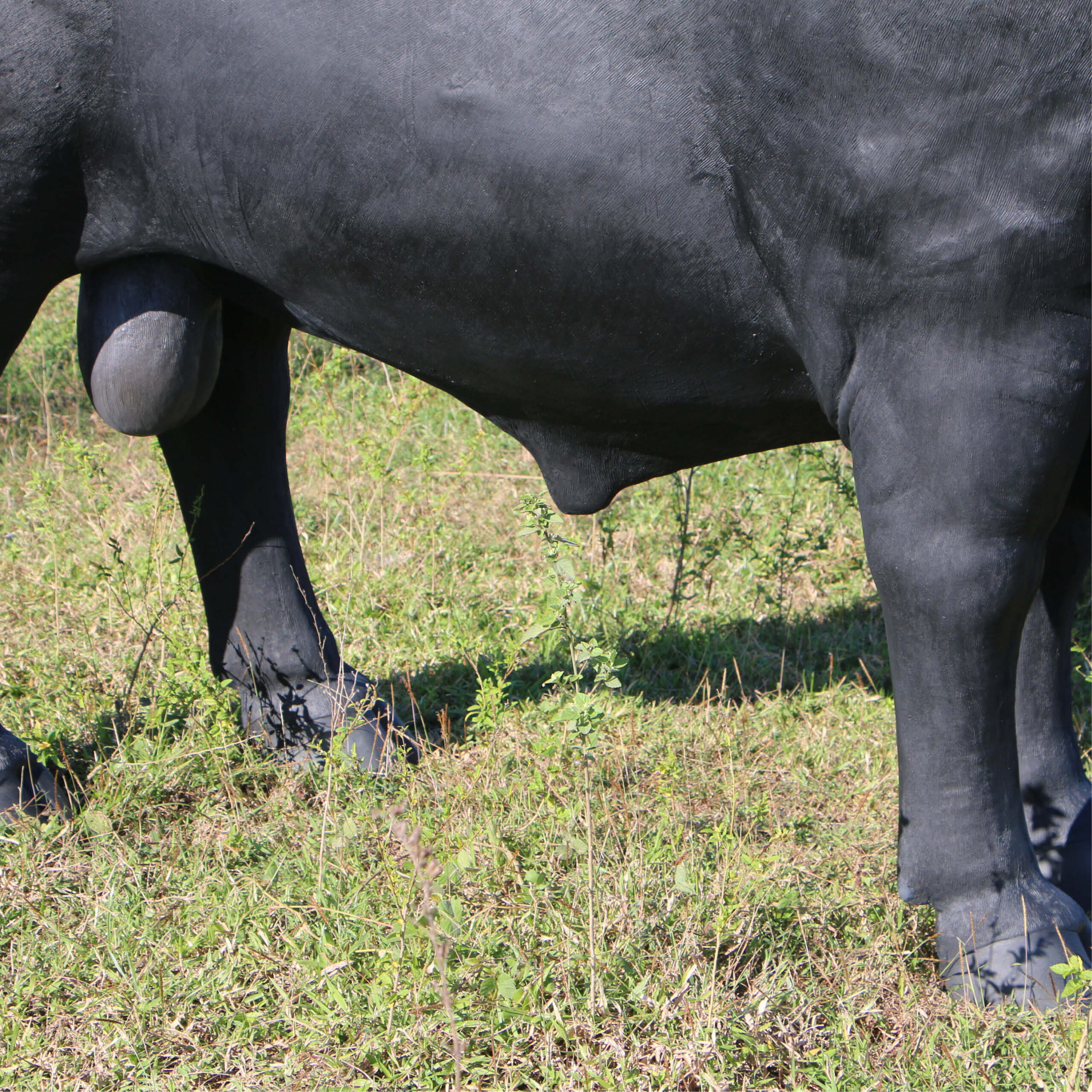 Natureworks Australia Angus Bull - Standing - lifesize replica statue - 150355BL- showing close up of legs and underneath