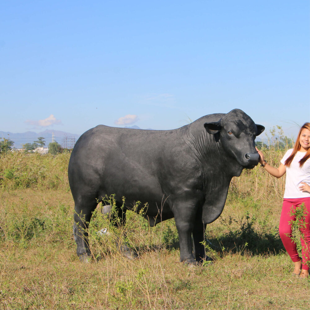 Angus Bull - Standing - lifesize replica statue - 150355BL - shown outside in paddoc with lady