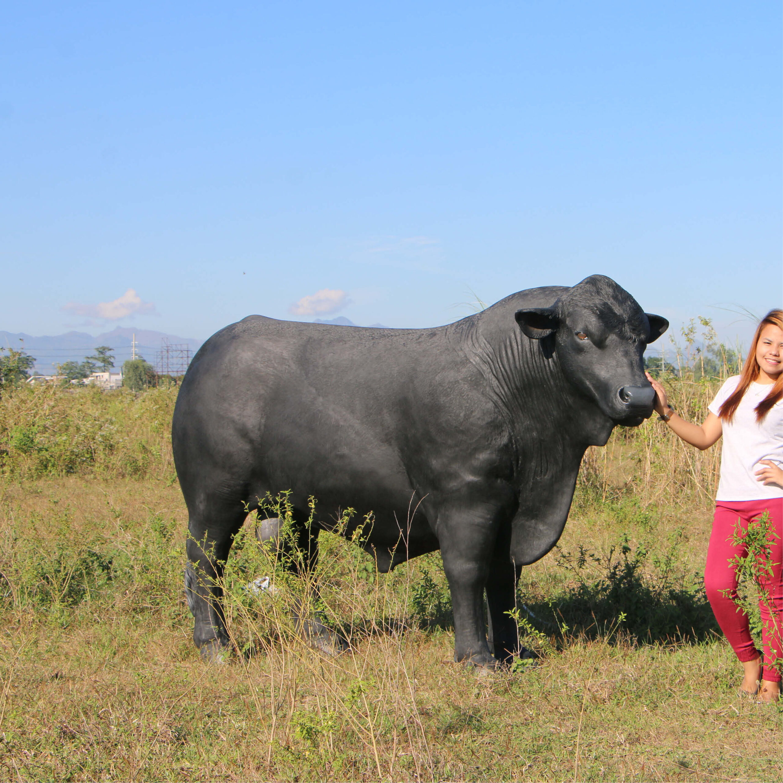 Natureworks Australia Angus Bull - Standing - lifesize replica statue - 150355BL - shown outside in paddoc with lady