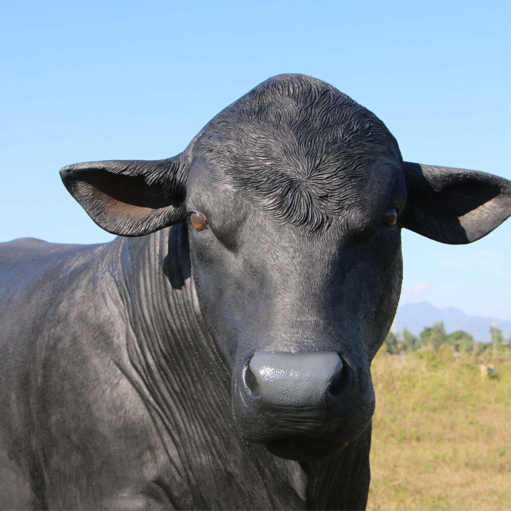 Angus Bull - Standing - lifesize replica statue - 150355BL - showing close up of head - front view