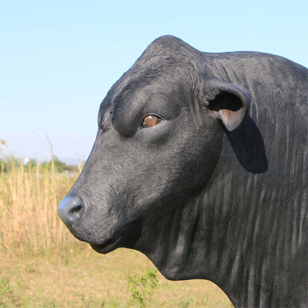 Angus Bull - Standing - lifesize replica statue - 150355BL- showing head side view