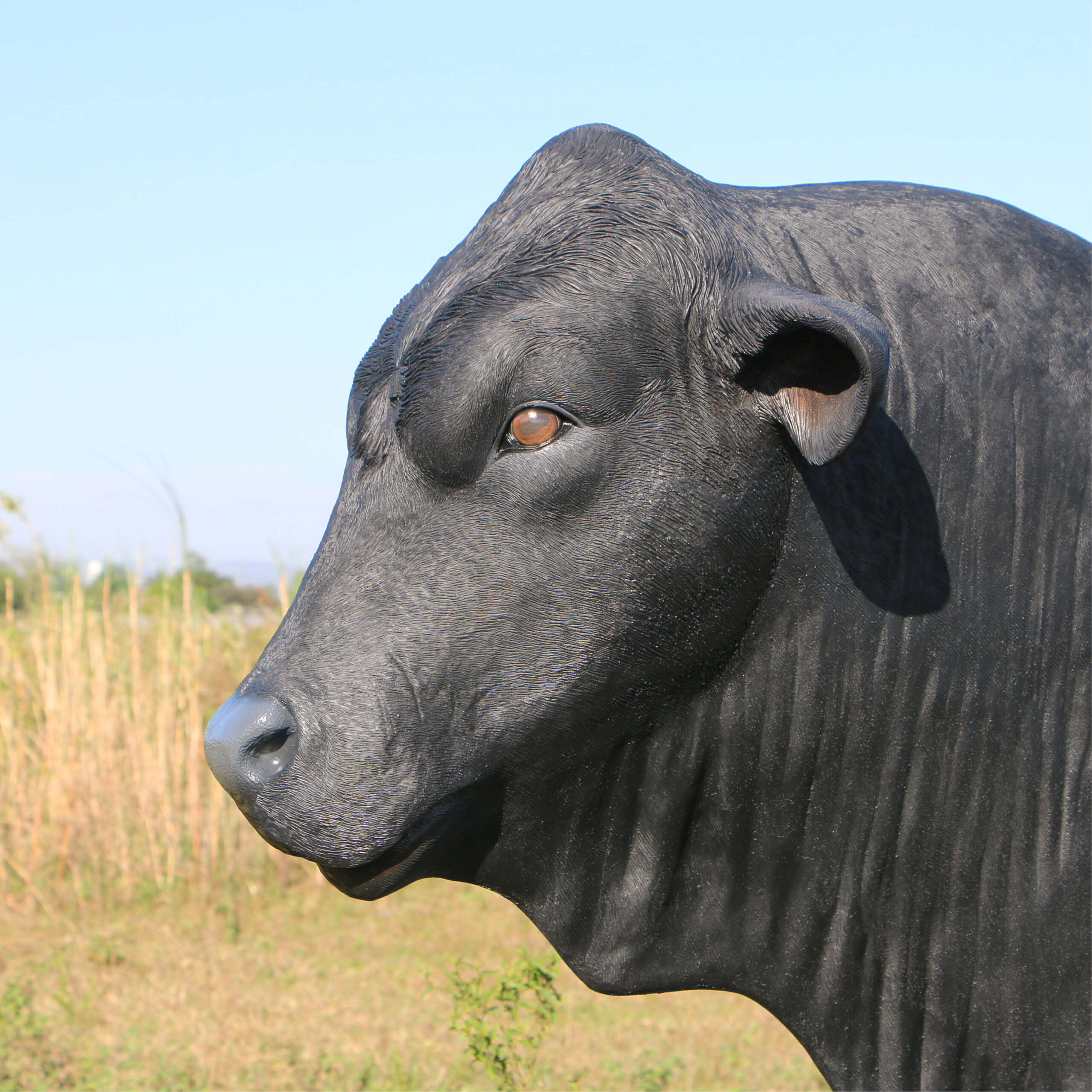 Natureworks Australia Angus Bull - Standing - lifesize replica statue - 150355BL- showing head side view