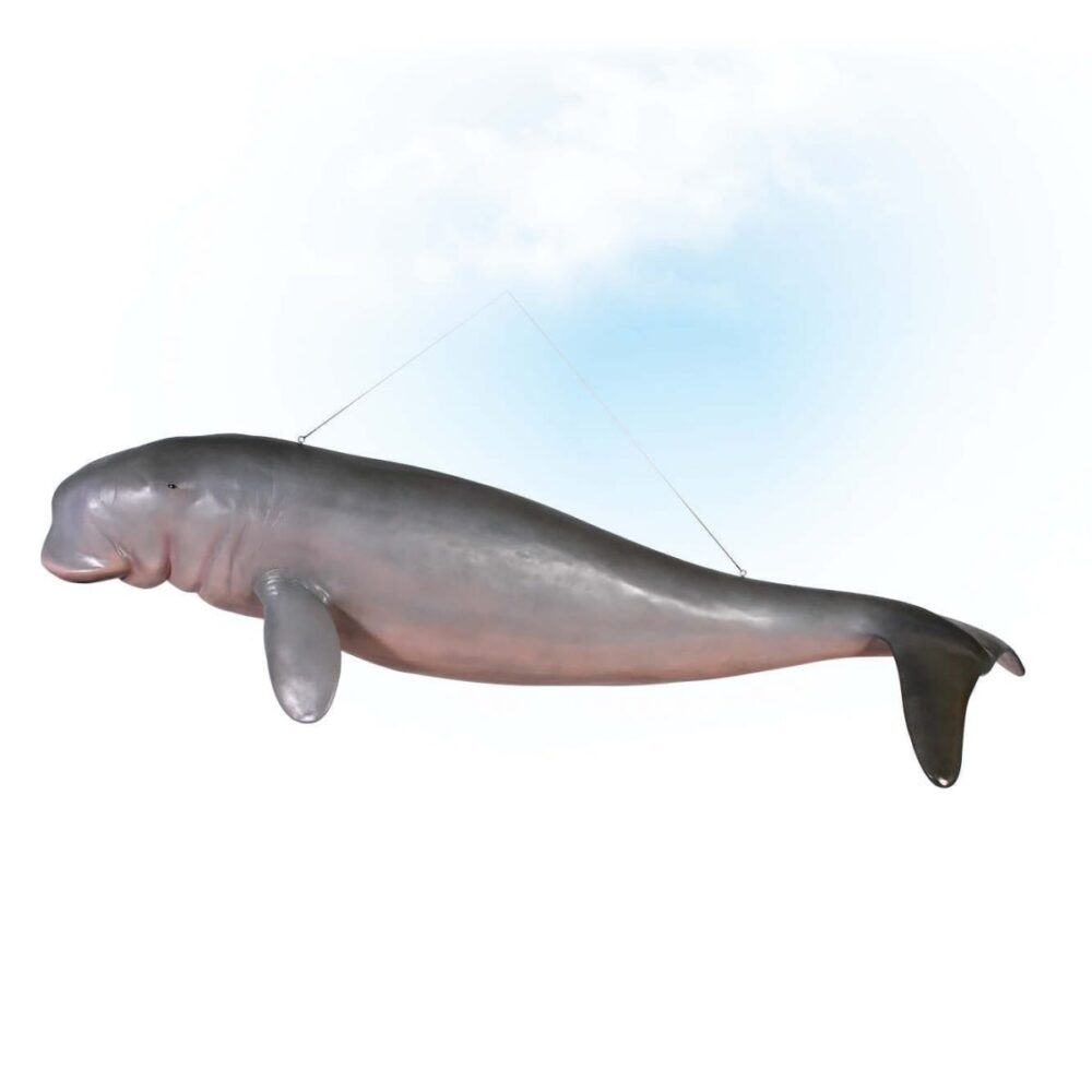 Animals Marine Life Marine Mammals Dugong hanging Product Image V px px