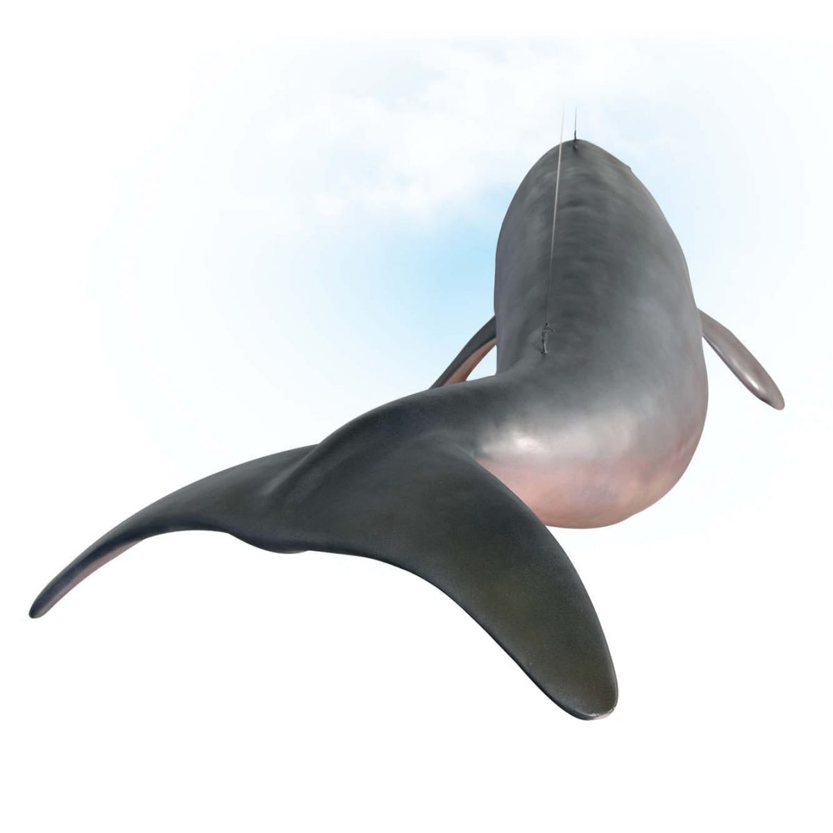 Natureworks Australia Animals Marine Life Marine Mammals Dugong hanging Product Image V px px