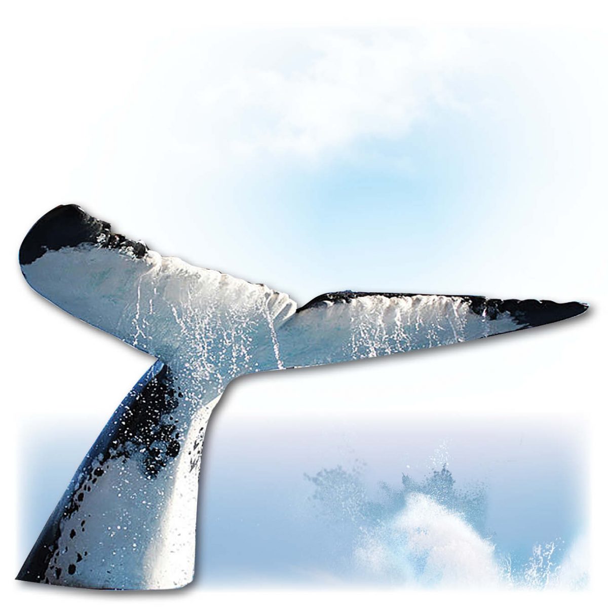 Natureworks Australia Animals Marine Life Marine Mammals Whales Exmouth Whale Water Park Product Image V px px