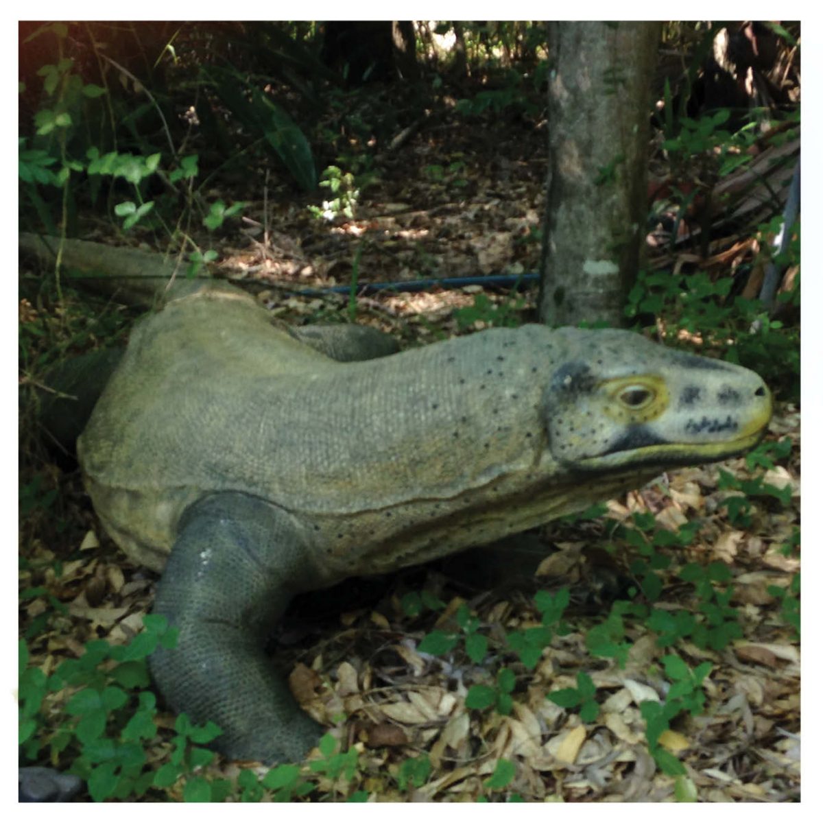 Natureworks Australia Animals Reptiles Lizards Komodo Dragon Natural Product Image V px px