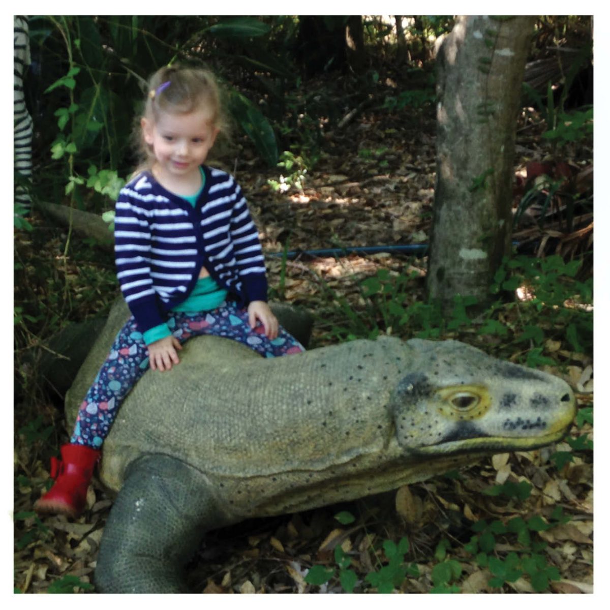 Natureworks Australia Animals Reptiles Lizards Komodo Dragon Natural Product Image V px px