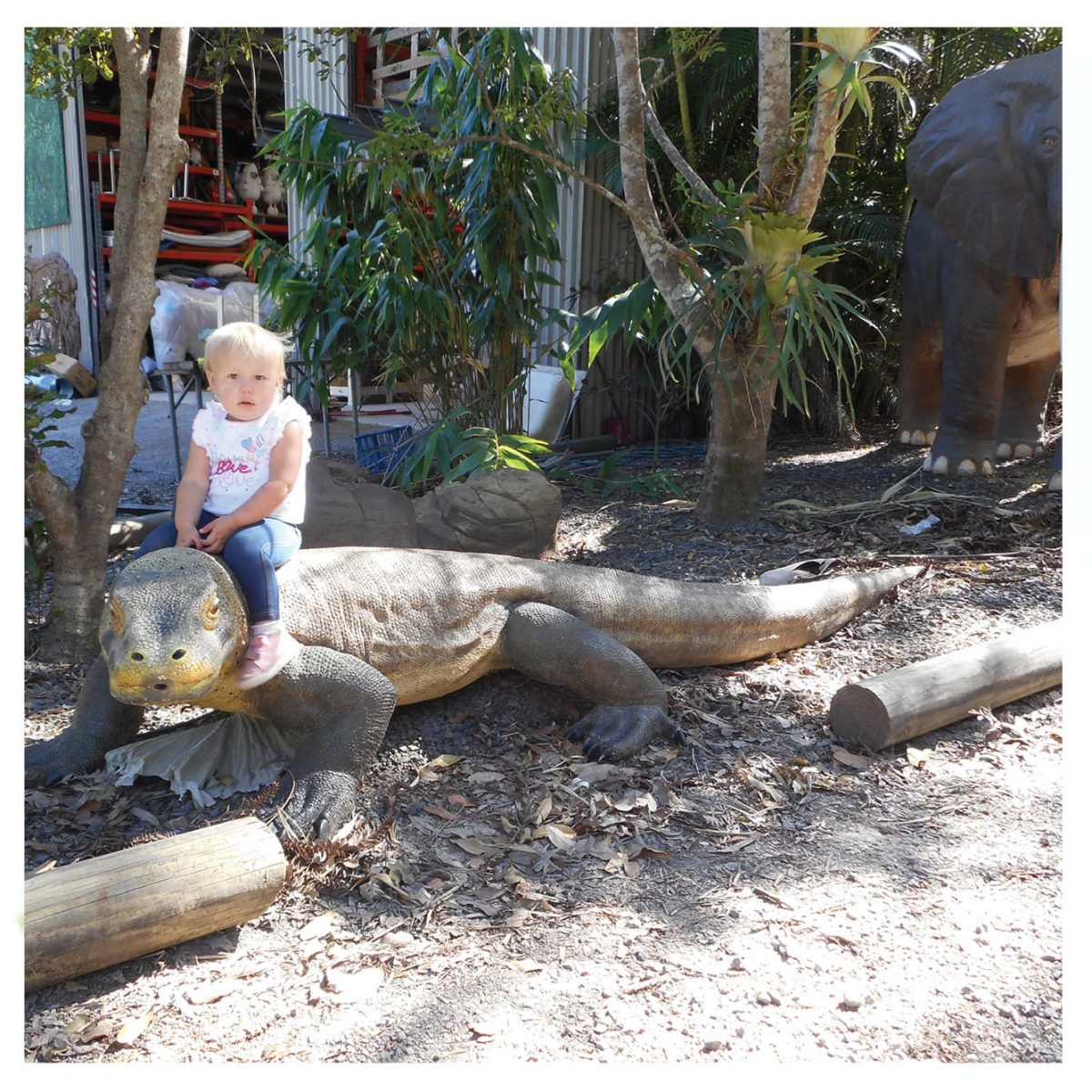 Natureworks Australia Animals Reptiles Lizards Komodo Dragon Natural Product Image V px px