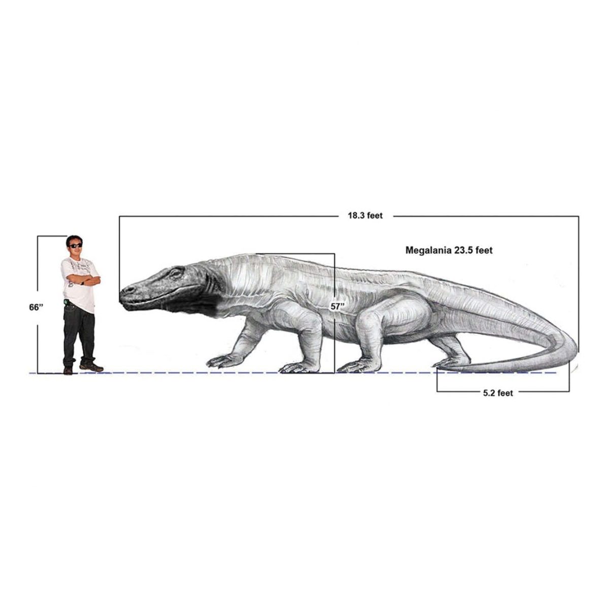 Natureworks Australia Animals Reptiles Lizards Megalania Komodo Dragon finish concept art Product Image V px px