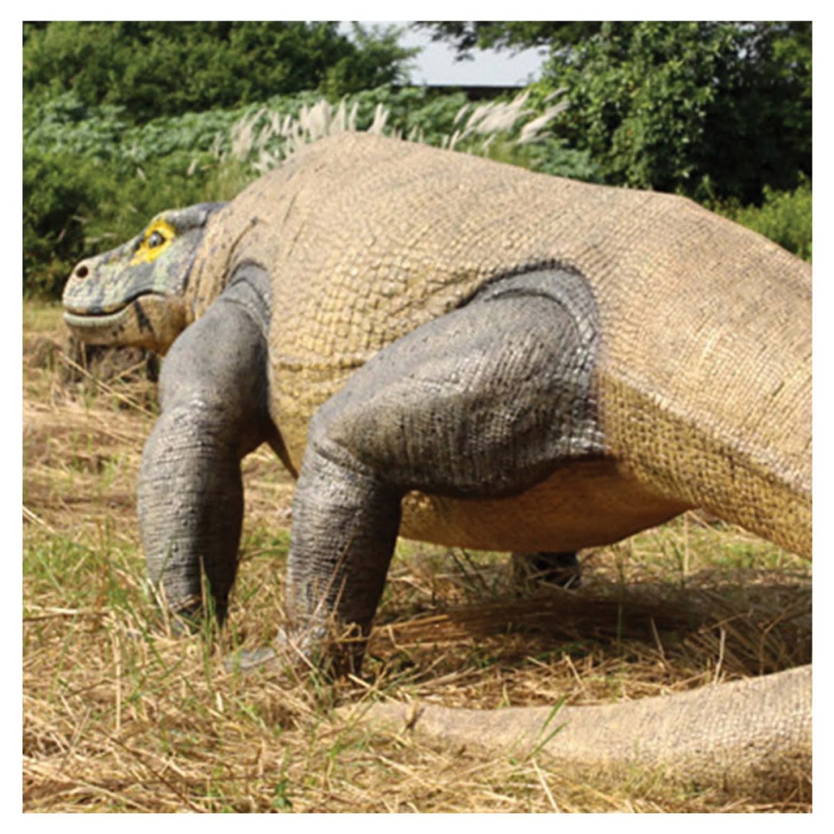 Natureworks Australia Animals Reptiles Lizards Megalania Komodo Dragon finish concept art Product Image V px px