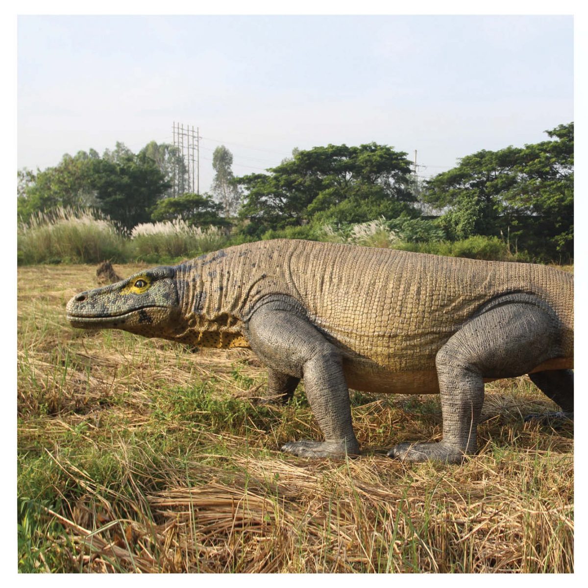 Natureworks Australia Animals Reptiles Lizards Megalania Komodo Dragon finish in playground Product Image V px px