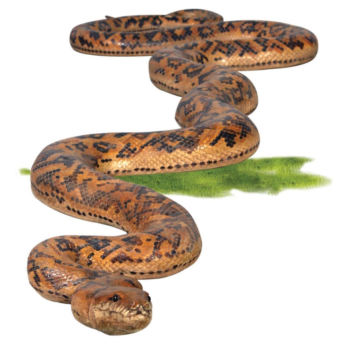 Natureworks Australia Animals Reptiles Snakes Amethystine Python Product Image V px px