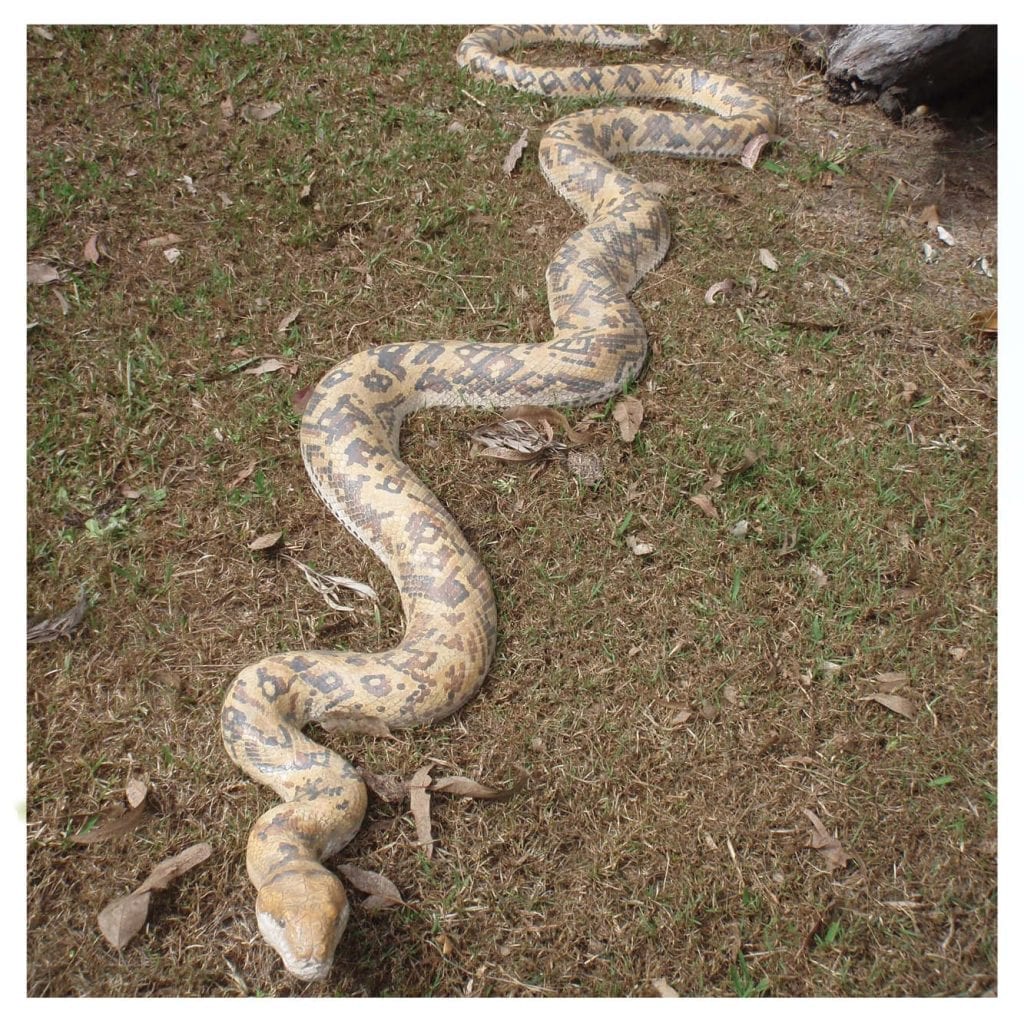 Amethystine Python - Snake - Sculpture & Statue