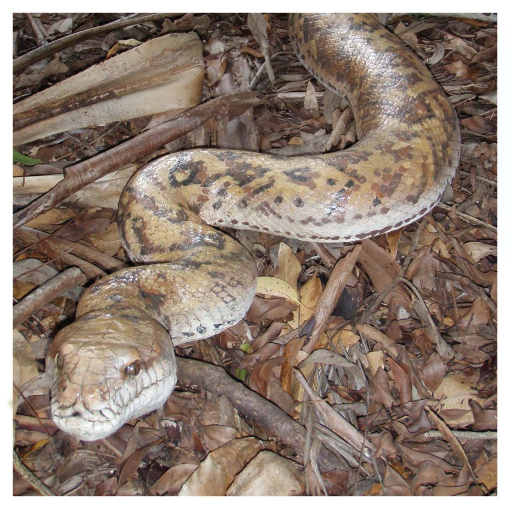 Animals Reptiles Snakes  Amethystine Python outside  Product Image V px px
