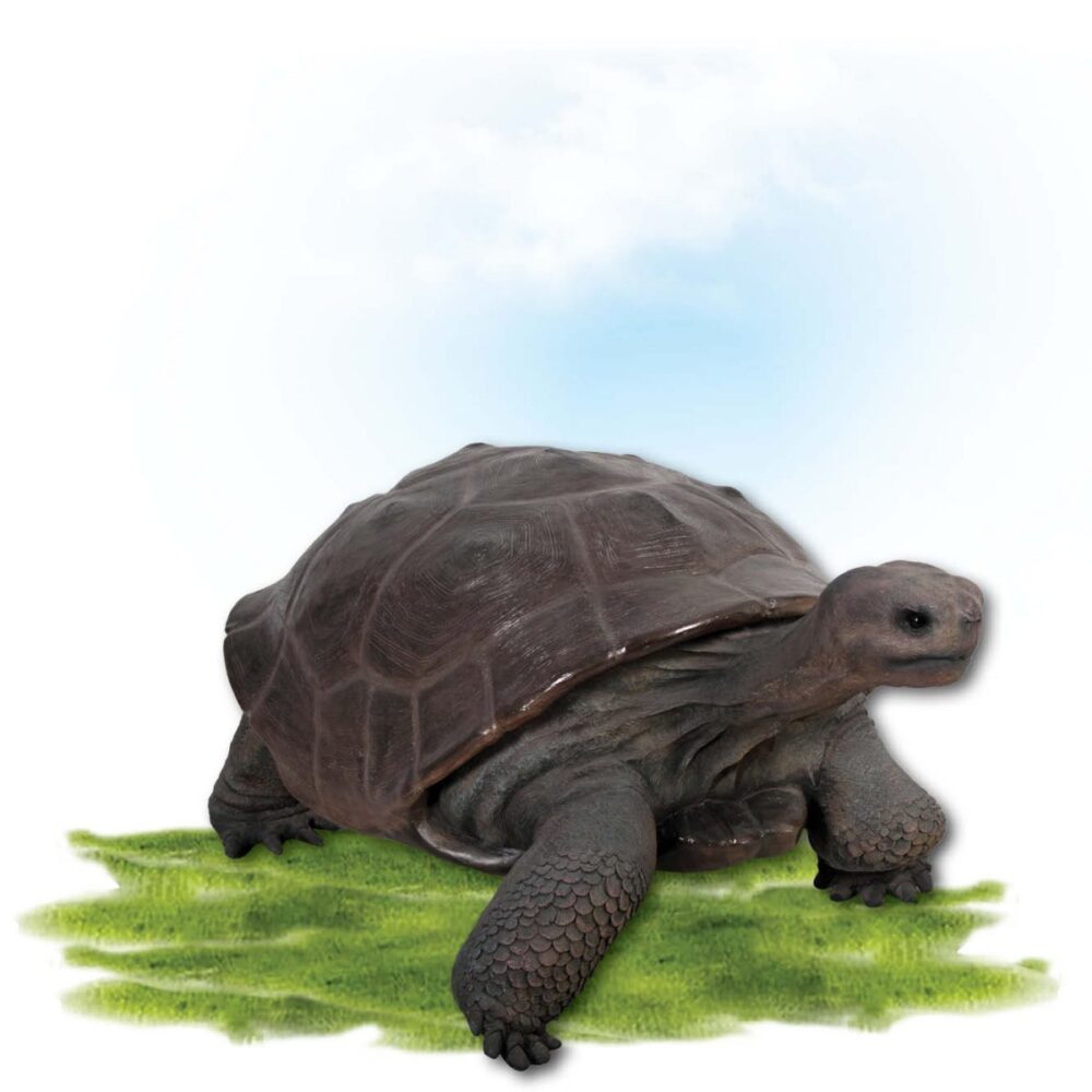 Animals Reptiles Tortoise Galapgos Bronze Product Image V px px