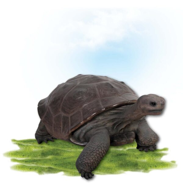 Animals Reptiles Tortoise Galapgos Bronze Product Image V px px
