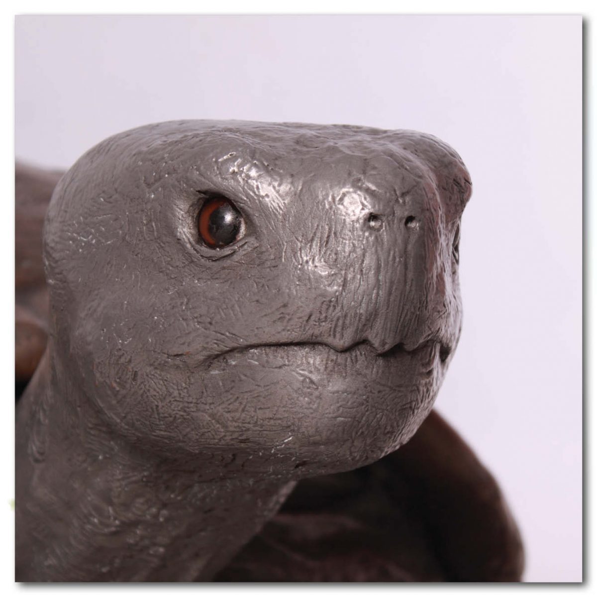 Natureworks Australia Animals Reptiles Tortoise Galapogos Bronze Aluminium Product Image V px px