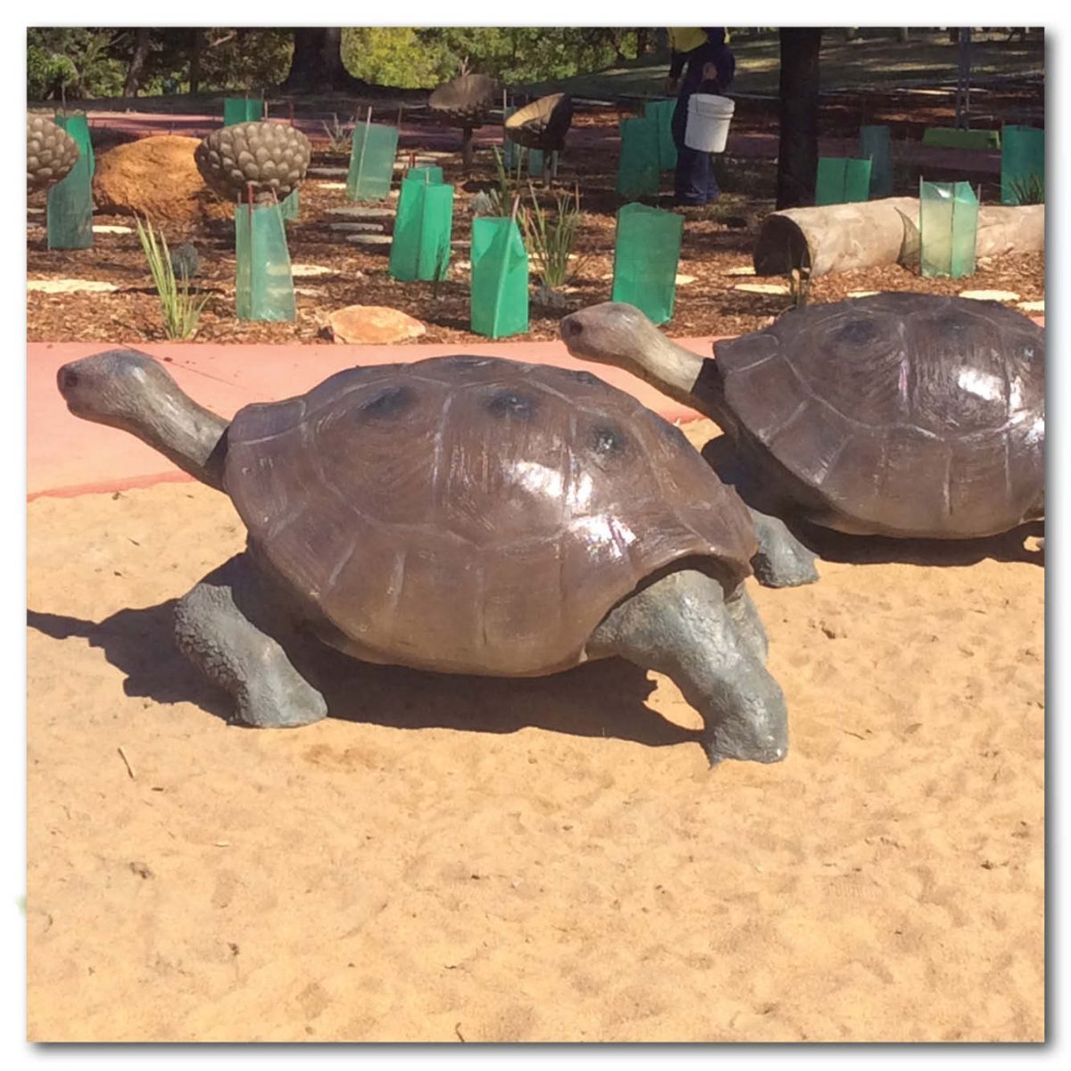 Natureworks Australia Animals Reptiles Tortoise Galapogos Natural Product Image V px px