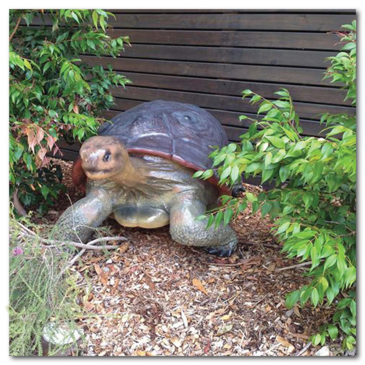 Natureworks Australia Animals Reptiles Tortoise Galapogos Natural Product Image V px px