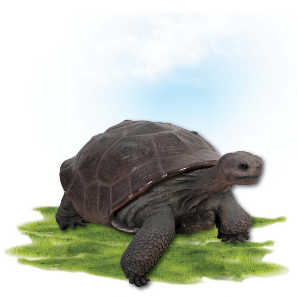 Animals Reptiles Tortoise Galapogos Natural Product Image V px px