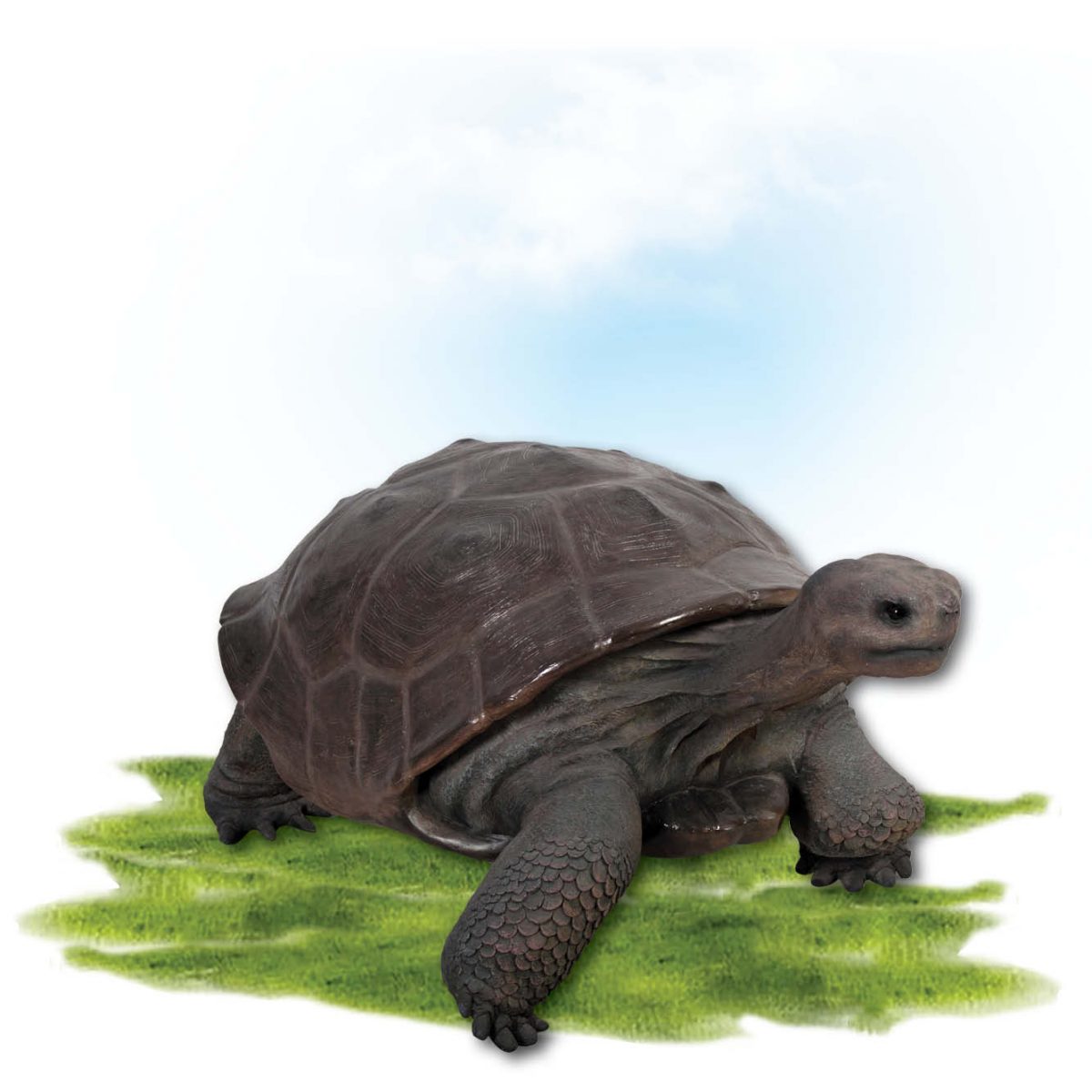 Natureworks Australia Animals Reptiles Tortoise Galapogos Natural Product Image V px px