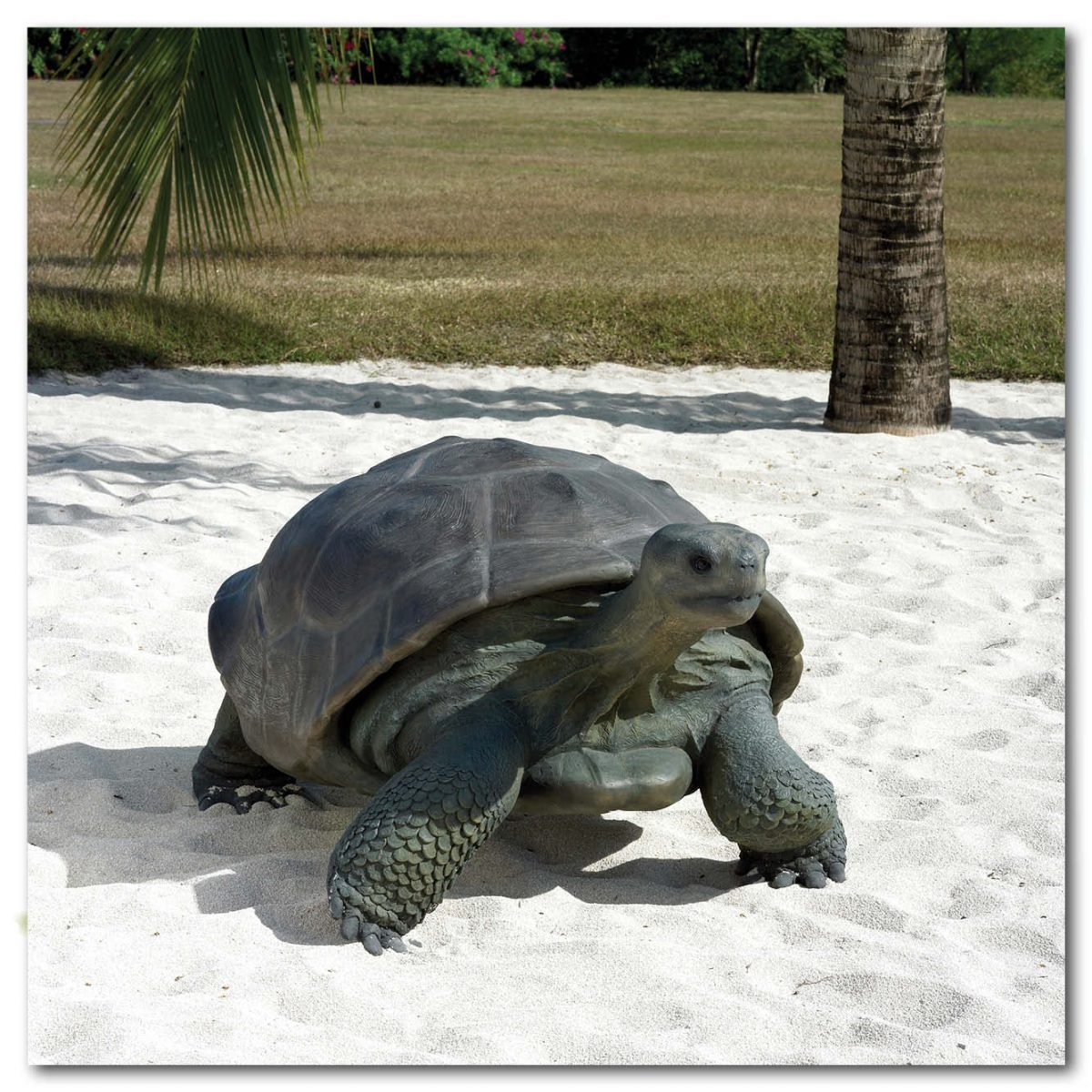 Natureworks Australia Animals Reptiles Tortoise Galapogos Natural Product Image V px px