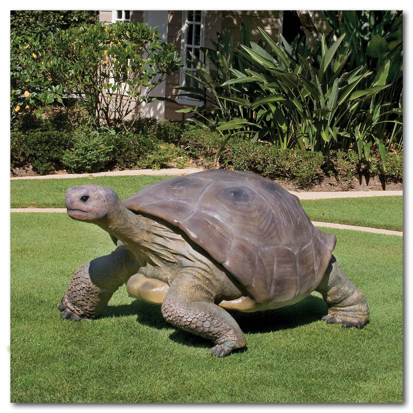 Natureworks Australia Galapagos Tortoise - life-size reporduction -080124 with natural tones and colours amazing handcrafted sculpture