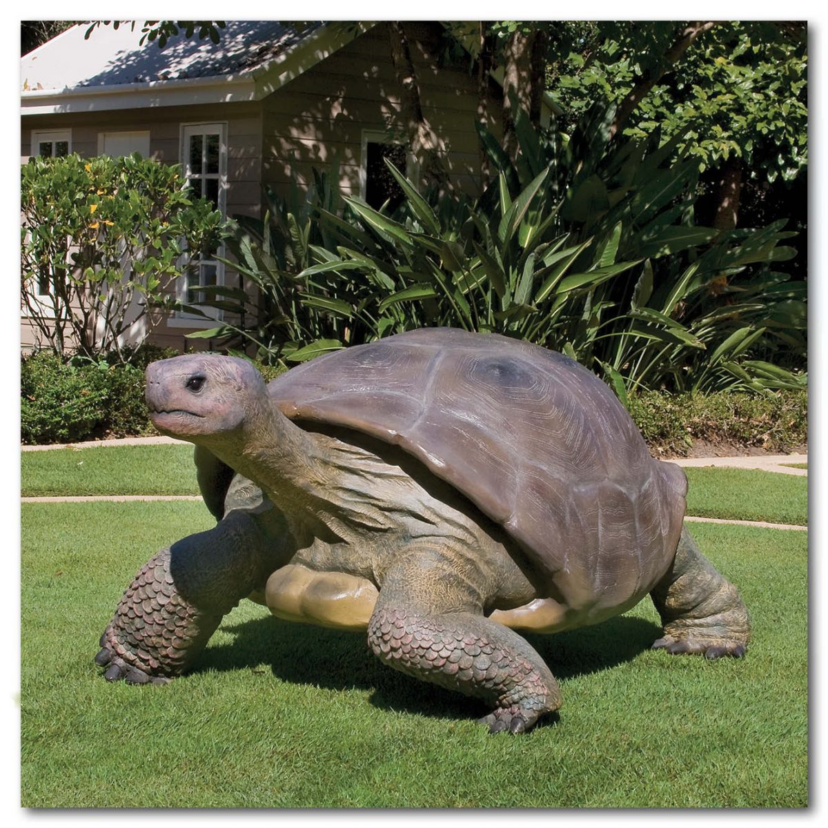 Natureworks Australia Animals Reptiles Tortoise Galapogos Natural Product Image V px px