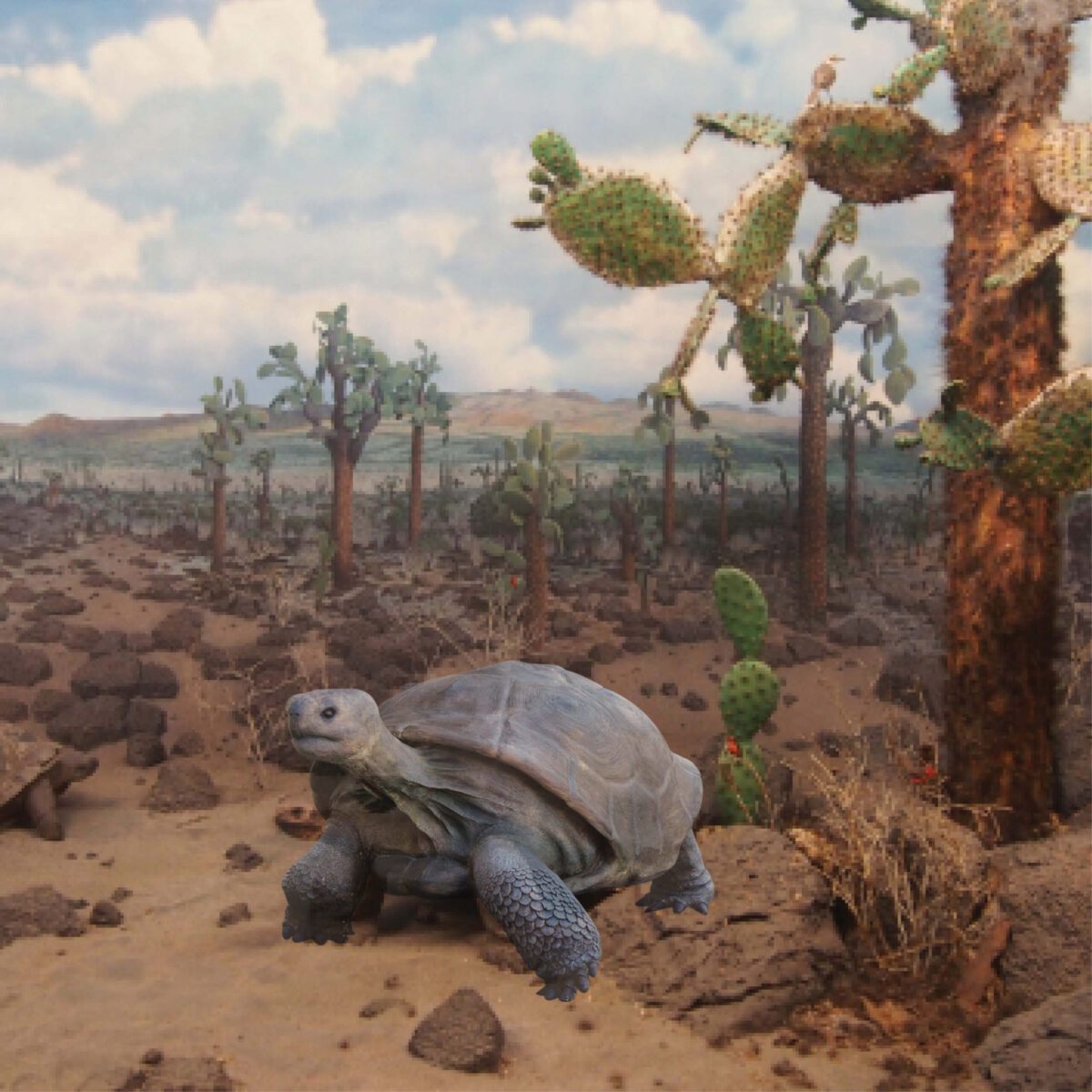 Natureworks Australia Galapagos Tortoise - life-size reporduction -080124 with natural tones and colours amazing handcrafted sculpture- shown in museum exhibit