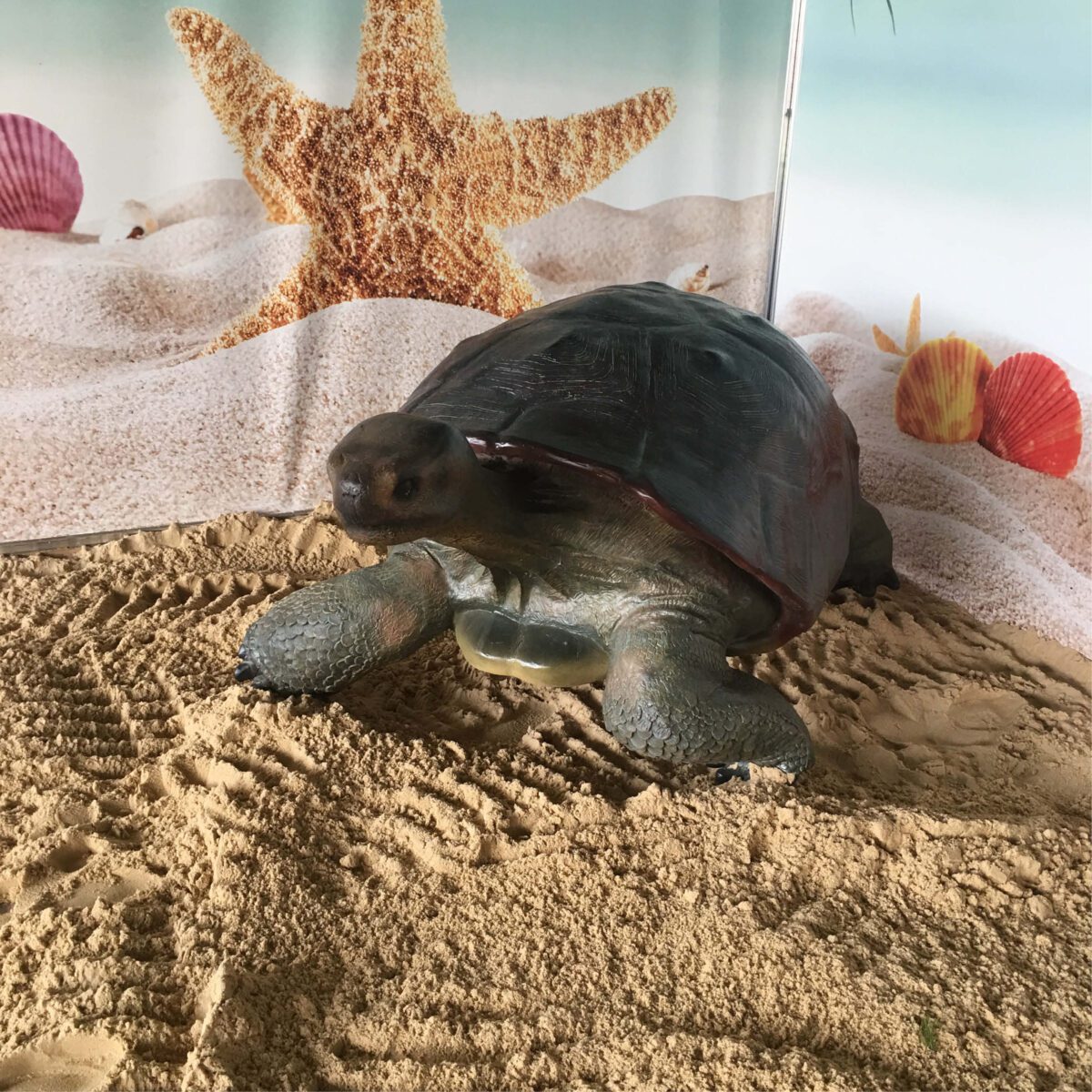 Natureworks Australia Galapagos Tortoise - life-size reporduction -080124 with natural tones and colours amazing handcrafted sculpture - Shown in display at childcare centre