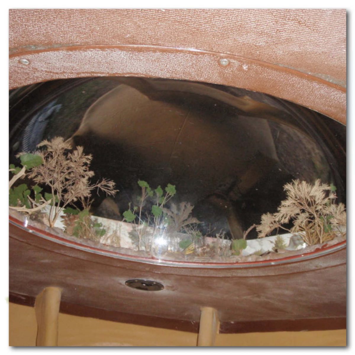 Natureworks Australia Animals Reptiles Turtles Giant Yurtle the turle shell diorama Product Image V px px