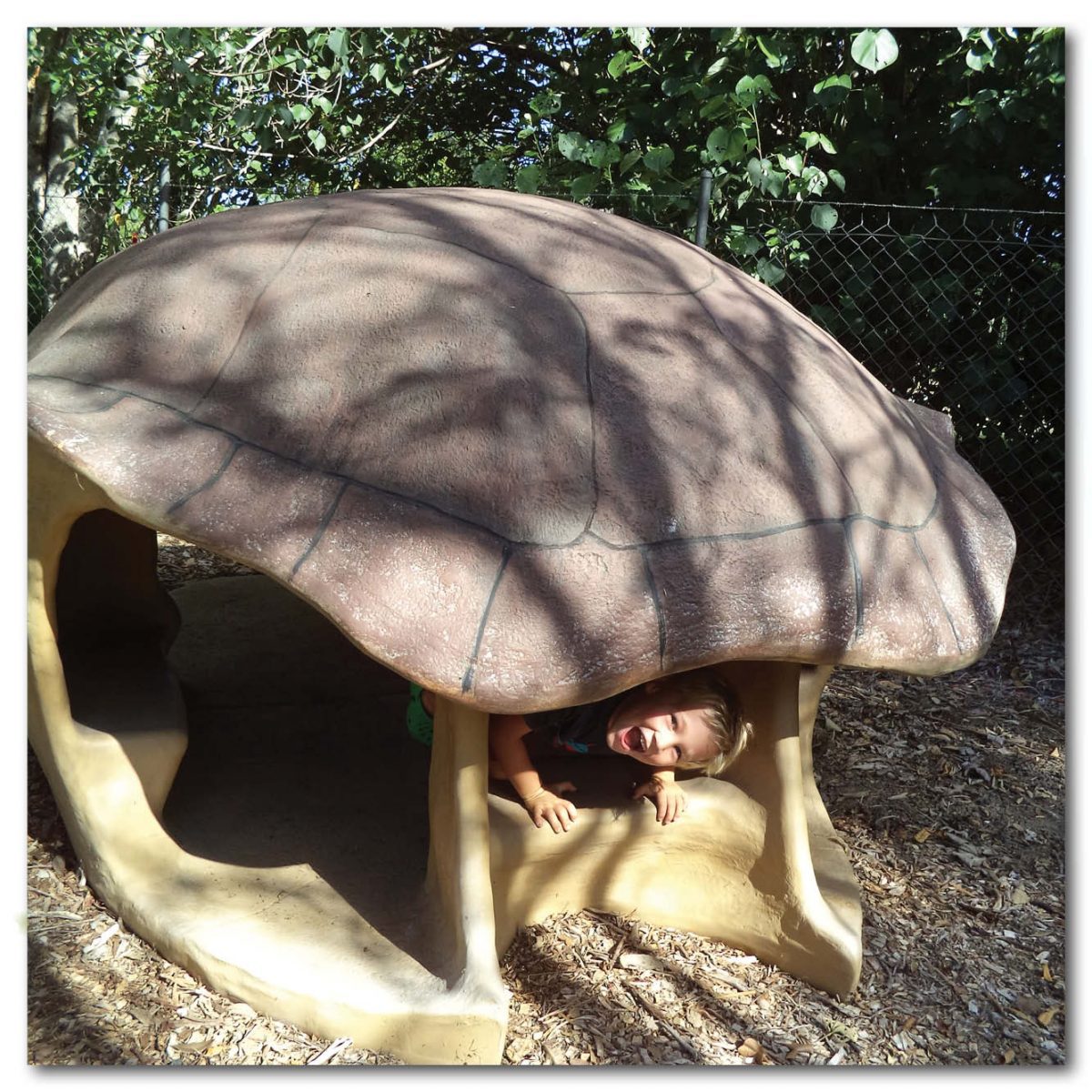Natureworks Australia Animals Reptiles Turtles Giant Yurtle the turle shell diorama Product Image V px px