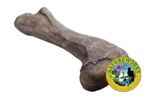 Apatosaurus Femur Dinosaur Bone Angled View Left