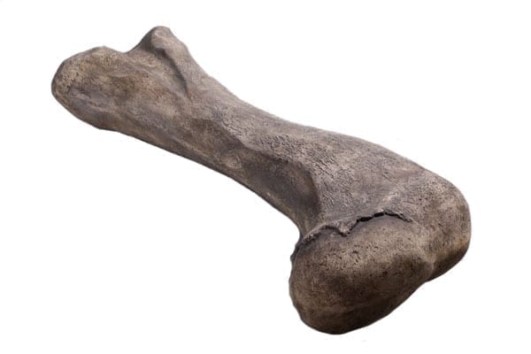 Apatosaurus Femur Dinosaur Bone Angled View Left