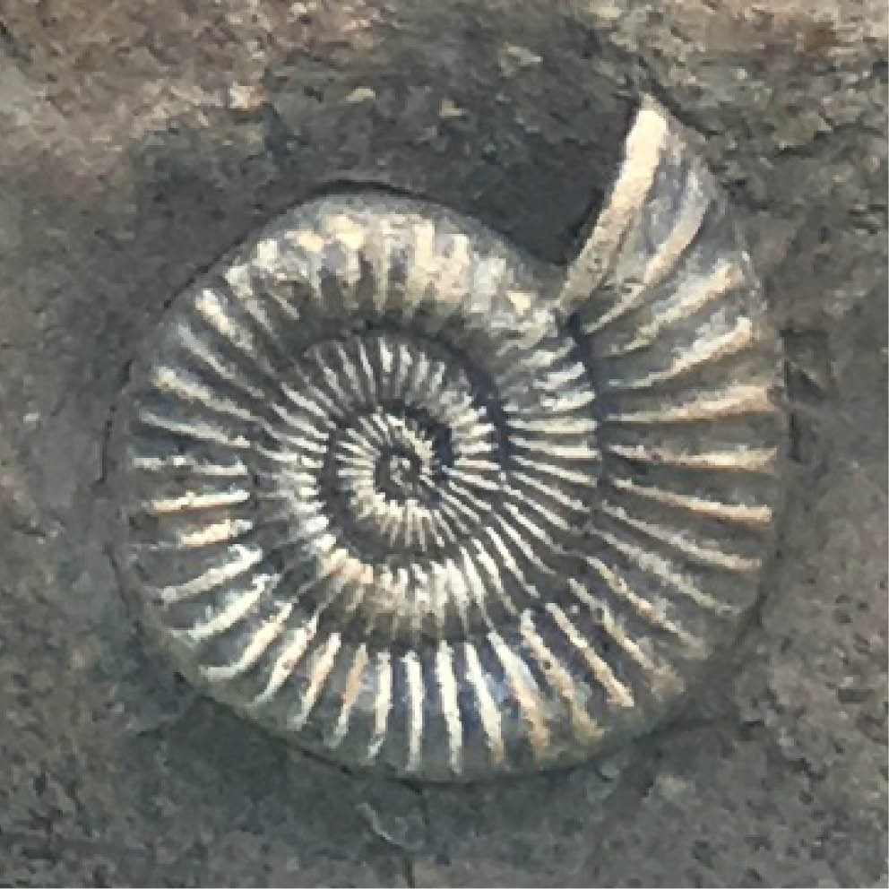 Natureworks Australia Artificial Rocks fossil close up