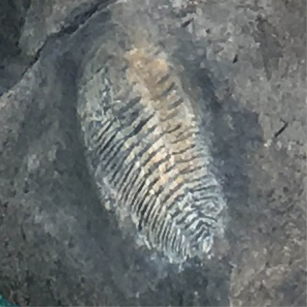 Natureworks Australia Artificial Rocks fossil inlay close up