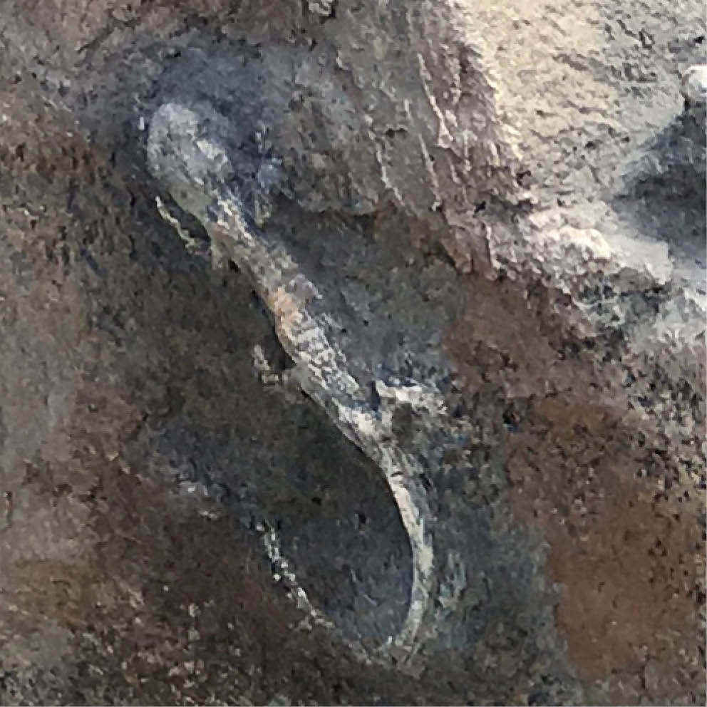 Natureworks Australia Artificial Rocks lizard fossil inlay close up