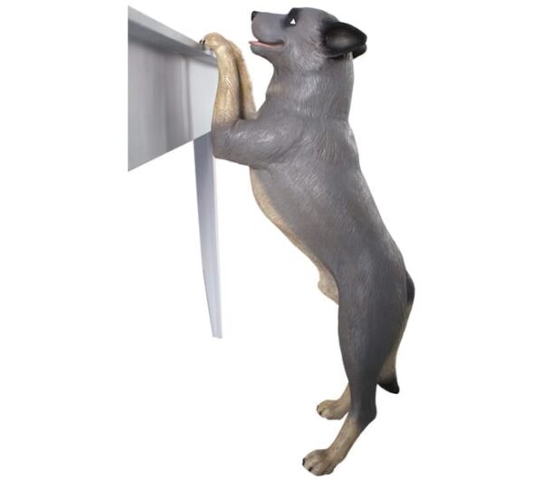 Australia Cattle Dog