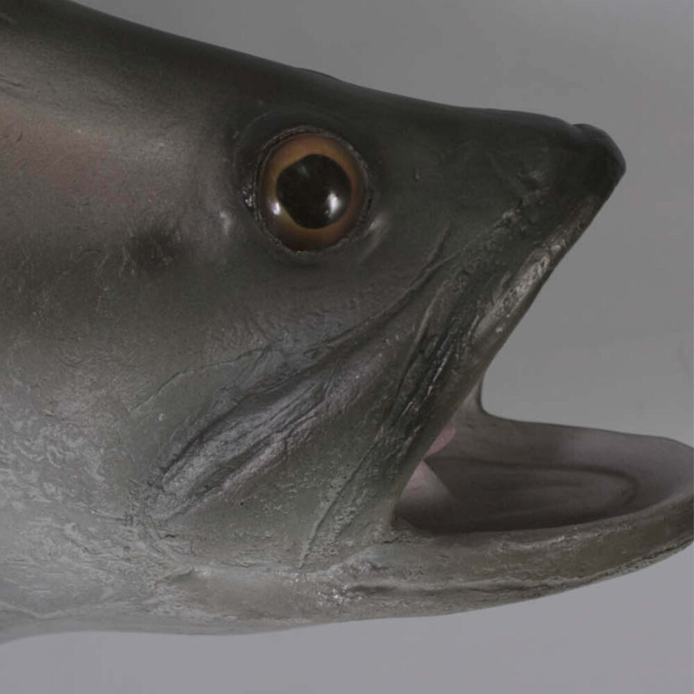 Barramundi Fish - Wall decor mount - side view - showing close up of head - SKU: 100102