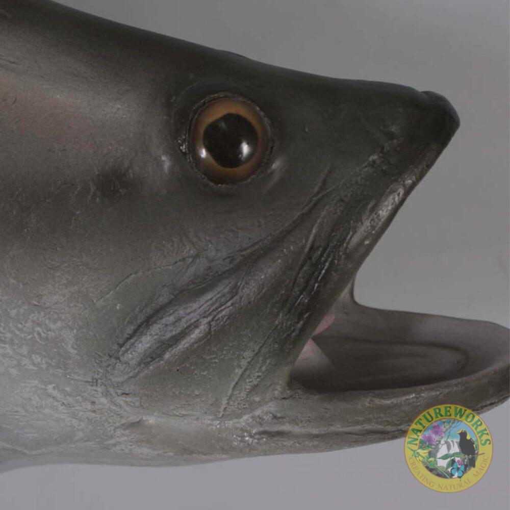 Natureworks Australia Barramundi Fish - Wall decor mount - side view - showing close up of head - SKU: 100102