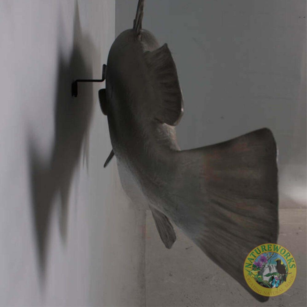 Natureworks Australia Barramundi Fish - Wall decor mount - rear view - shown mounted on wall - SKU: 100102